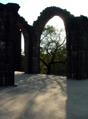 Shadow Tree.