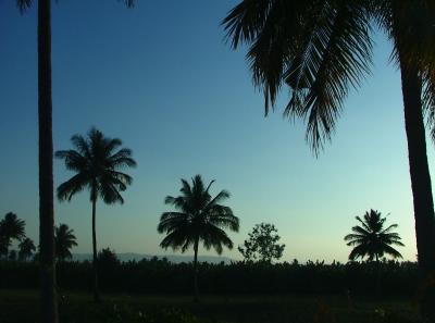 Palm Trees