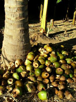 Coconut Graveyard