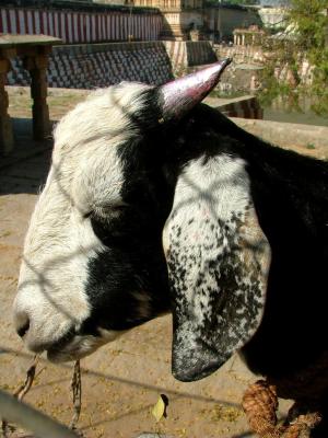 Goat With Nail Varnish