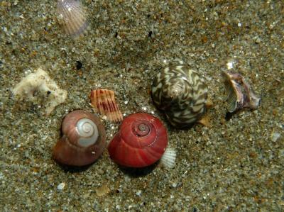 Pretty Shells