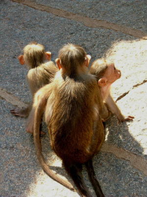 Three-Headed Monkey