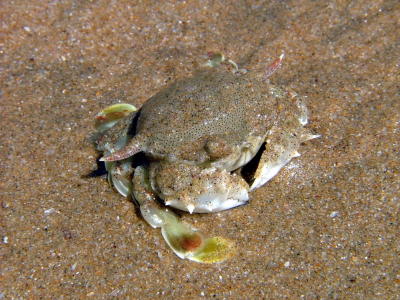 Eight-Oared Crab