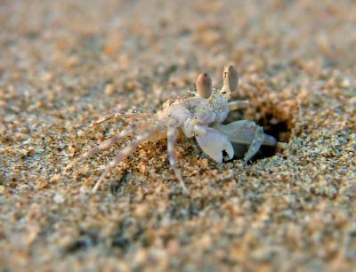 Pale Crab