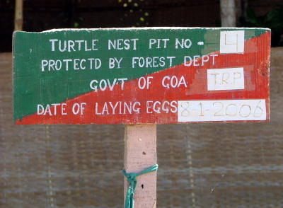 Turtle Nest