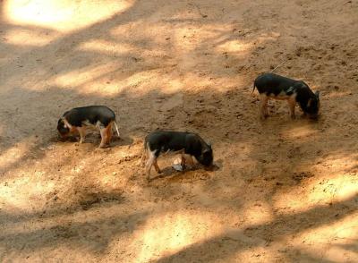28/2/06 Three Little Piggies