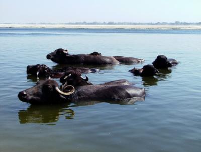 Very Holy Cows