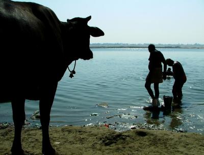 Watching Cow