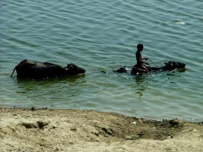 Riging the Buffalo