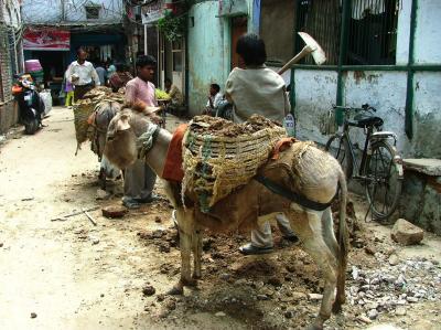 25/3/06 Donkeys at Work