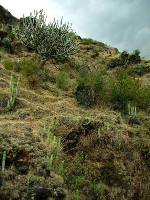 High Vegetation