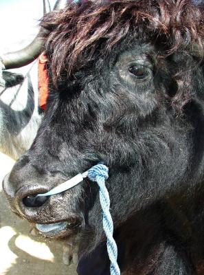 Curly Yak