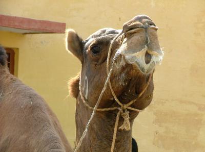 Camels Come-Face