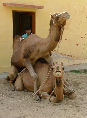 Shagging Camels