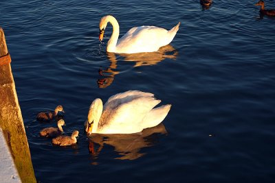 Swan Family