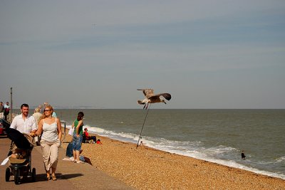 Seagull on a Stick