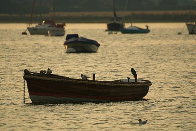 Seagulls' Boat