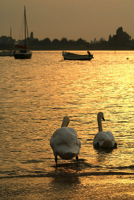 Golden Swans