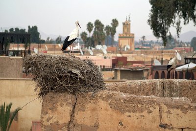 Storks in Marrakech
