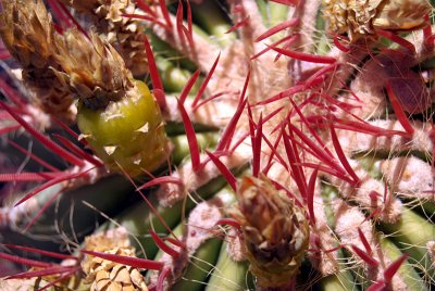 Close up Cactus