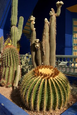 Round Cactus