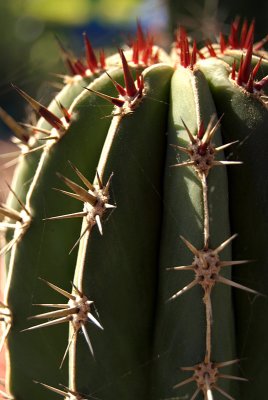 Cactus Top