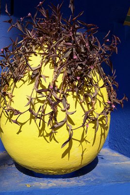 Large Yellow Pot Against Blue Wall