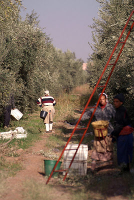 In the Olive Groves