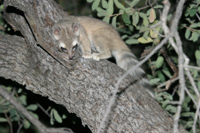 Cochise Stronghold Camping and Ringtail Cat