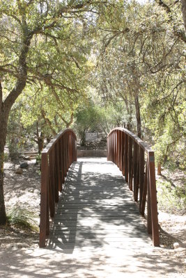Cochise Stronghold Camping and Ringtail Cat
