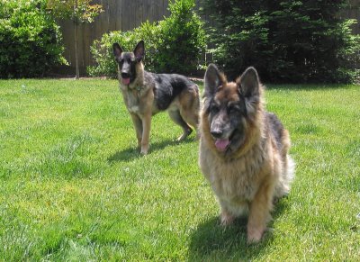 Jake and Gunnar (7 months)