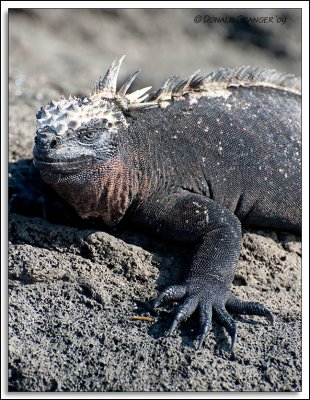 Galapagos 06-22-09_334.jpg