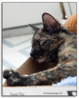 Gummi-Kats_D2X_2547.jpg