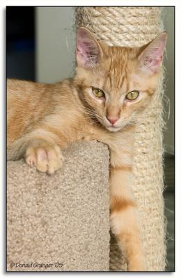 Gummi-Kats_D2X_2575.jpg