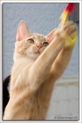 Gummi-Kats_D2X_2634.jpg
