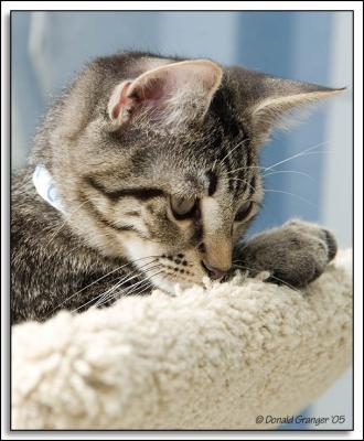 Gummi-Kats_D2X_2648.jpg