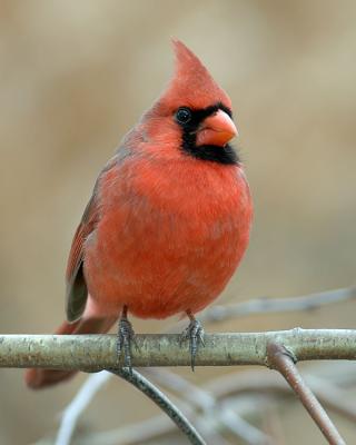 Cardinal_D2X_3336.jpg