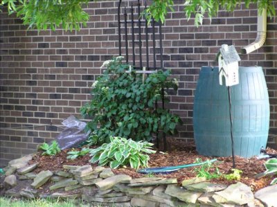 I wish I had the rain barrel set up to use the water, but I don't.  Just let it flow out.