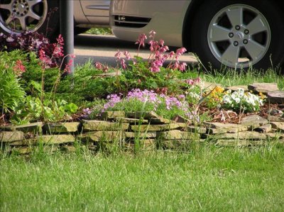 Perrenial Creeping Phlox