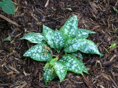 Lungwort - Pulmonaria.  Love this one in shade.