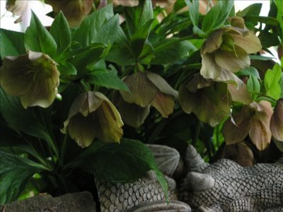 My Hellebora - Leave it be and it blooms in winter