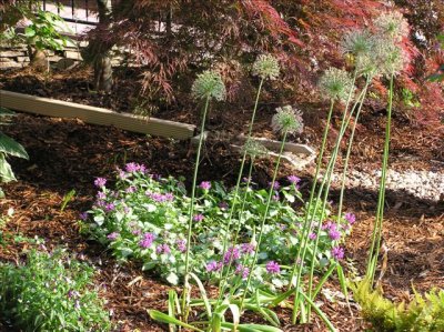 Allium, groundcover, and top of streambed.