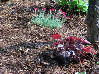 Dianthus in back, and a vaiety of Coral Bells