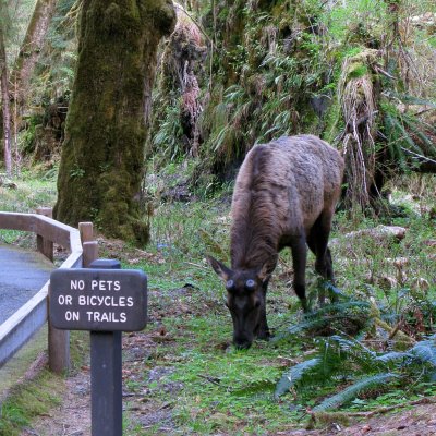 Hoh Rain Forest - IMG_2353.jpg