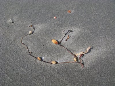 Ocean Shores, WA - IMG_2382.jpg