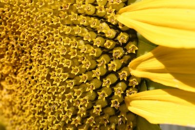 Sunflower (squirrel-farmed) in our garden - IMG_2882.jpg