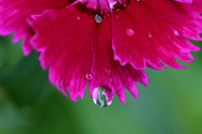 Dianthus in our garden - IMG_3138.jpg