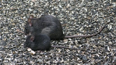 Our rats are multiplying - IMG_3147.jpg