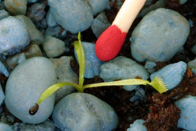Baby venus flytrap (with seedpod visible, left) - IMG_3330.jpg