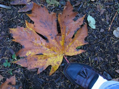 Giant maple leaf? near home - IMG_7581.jpg
